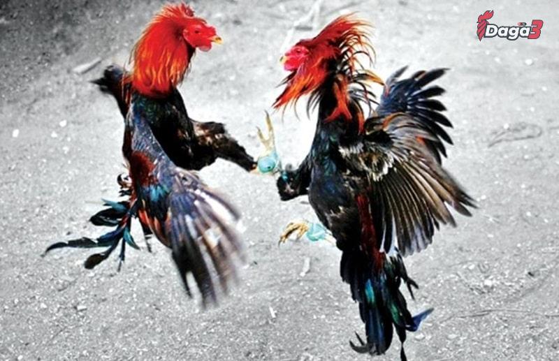 Gà chọi hỏng mỏ dưới có lành được không?