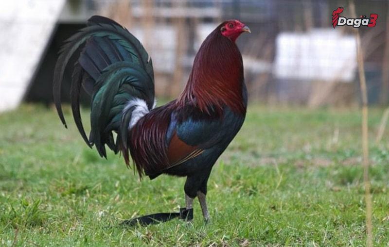 McLean Hatch là một giống gà đá cựa sắt huyền thoại