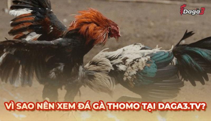 Vì sao nên chọn datatoolkit.co để xem đá gà trực tiếp thomo