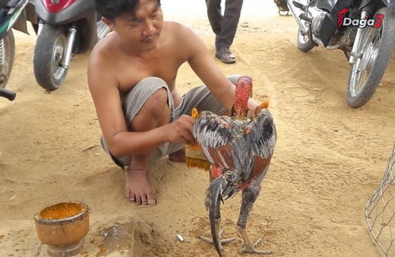 Vào nghệ cho gà chọi gồm những bước nào?